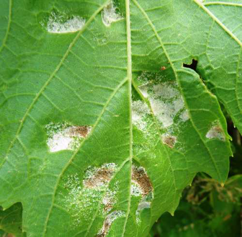 peronosporos ampeli leykes eriwdeis trixes