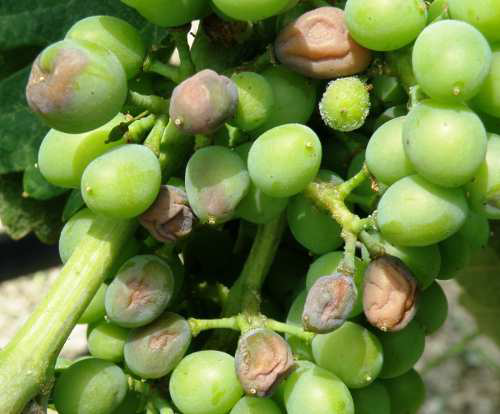 peronosporos ampeli prosvolh anaptygmenes rwges