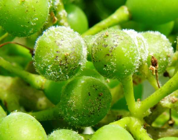 peronosporos ampeli prosvolh neares rwges
