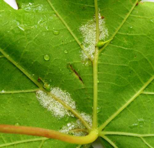 peronosporos ampeli synthkes ygrasias