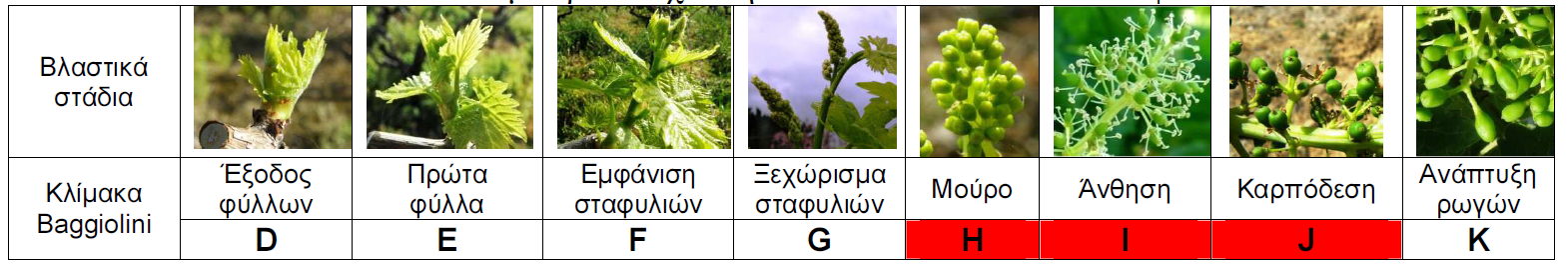 peronosporos ampeli vlastika stadia