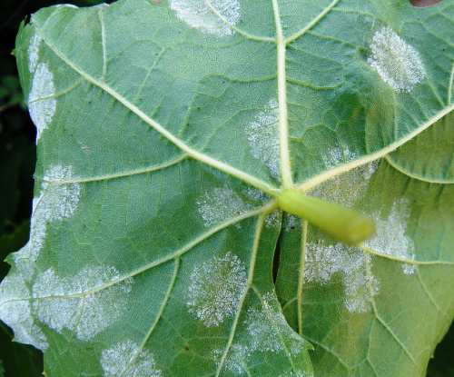 peronosporos ampeli xionwdeis eksanthiseis