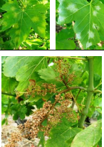 peronosporos ampelou