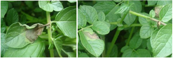 peronosporos fylla
