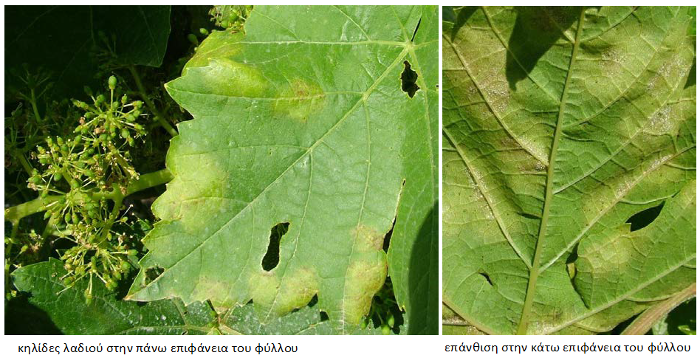 peronosporos khlides