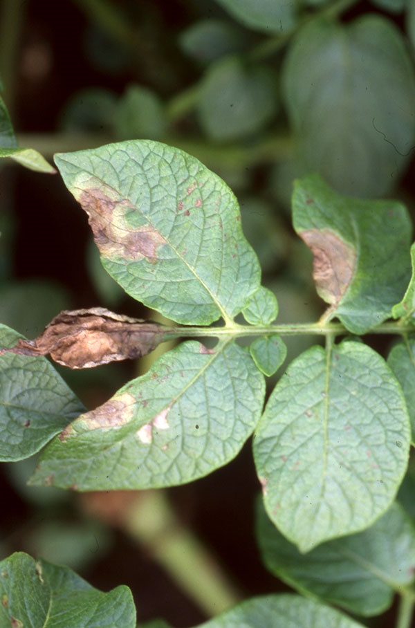 peronosporos patata2