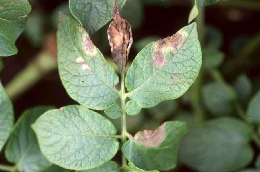peronosporos patata 