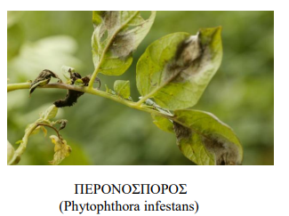 peronosporos patatas