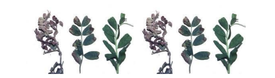 peronosporos psixanthi