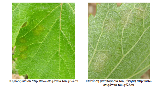 peronosporos se fylla ampelioy