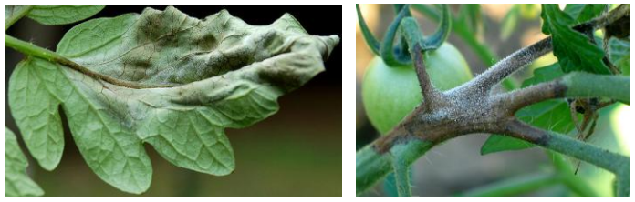 peronosporos tomata