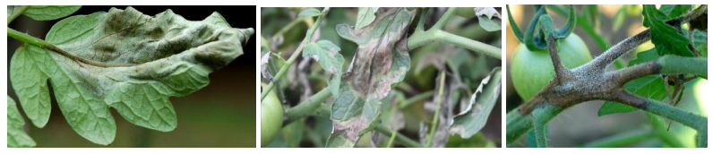 peronosporos tomata thermokhpiou