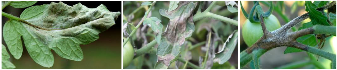peronosporos tomata thermokhpiou