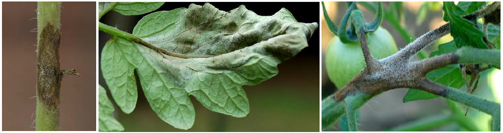 peronosporos tomata ypaithria all
