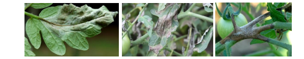 peronosporos tomatas