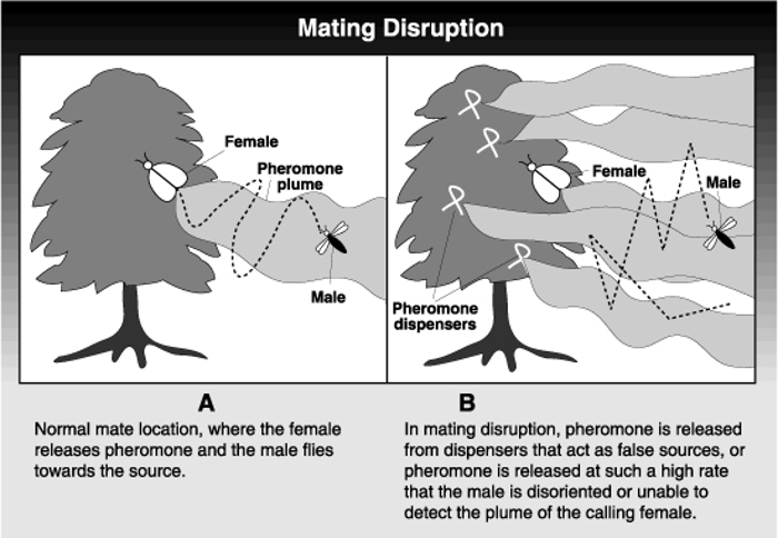 pheromone9