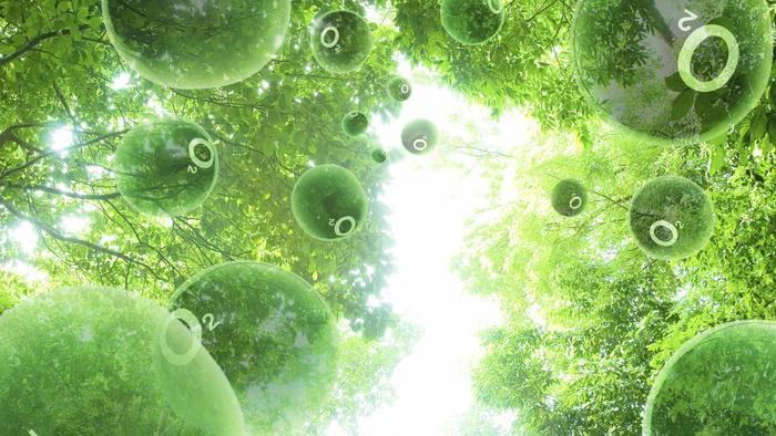 photosynthesis1