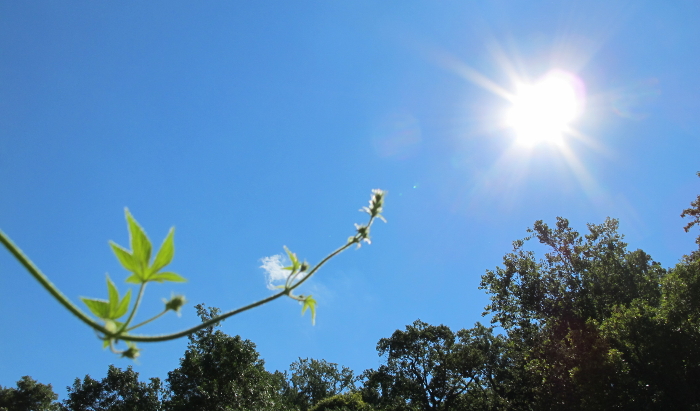 phototropism1