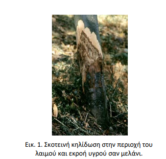 phytophora