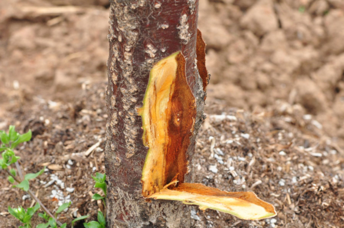 phytophthora6a zoom 21kqpb4