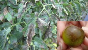 phytophthora infestans