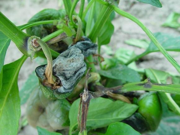 phytophthora spp1