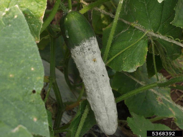 phytophthoraspp