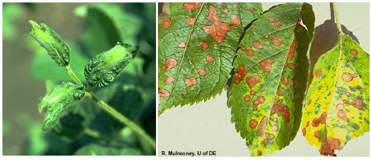 phytotoksikotht2