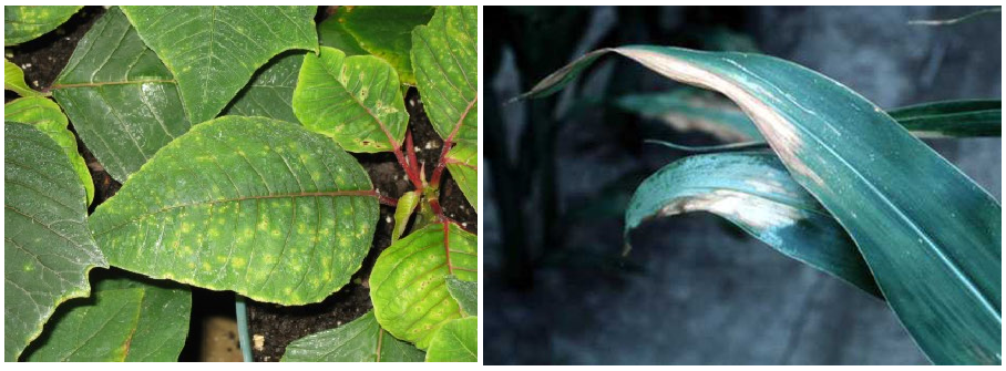 phytotoksikothta1