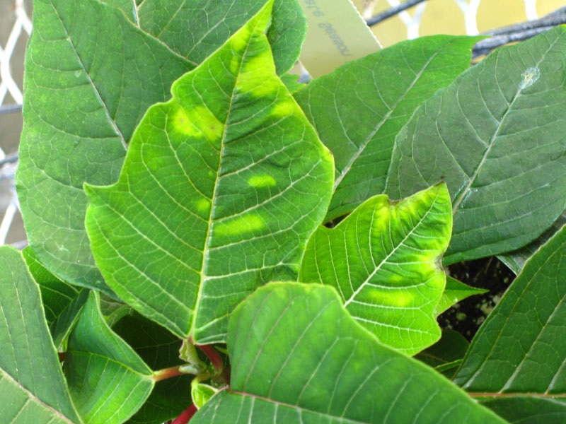 phytotoxicity
