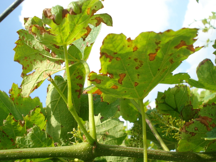 phytotoxicity
