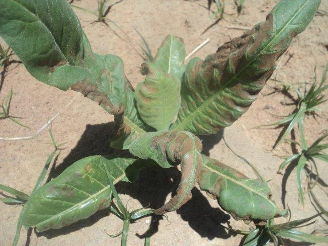 phytotoxicity