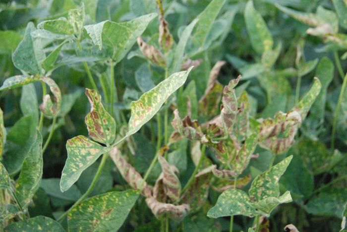 phytotoxicity1