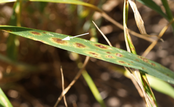 phytotoxycity 1