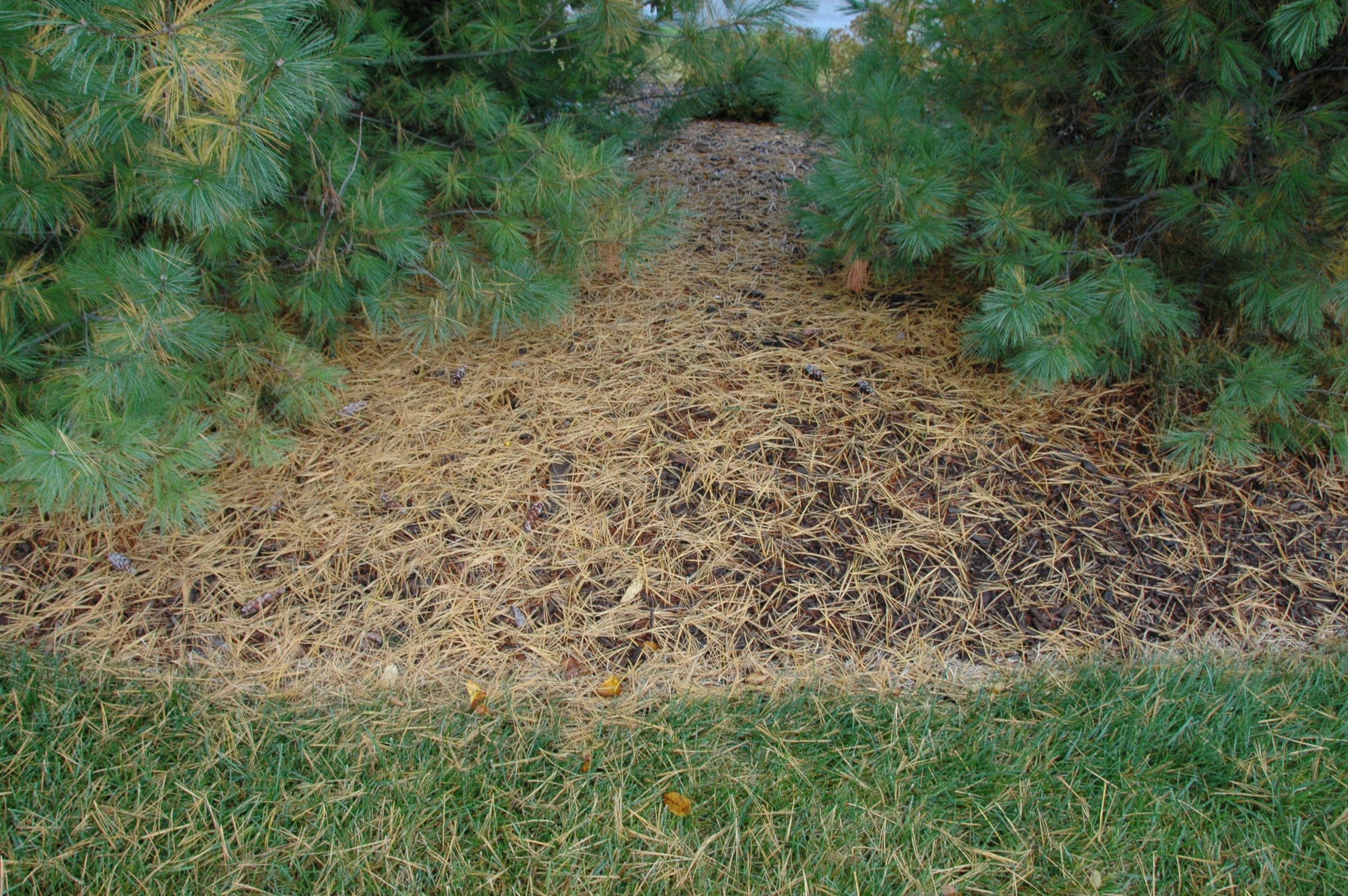 pine shed needles on groun