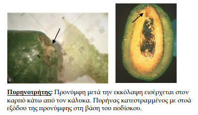 pirinotritis elia