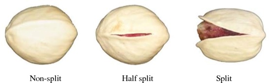 pistachios2