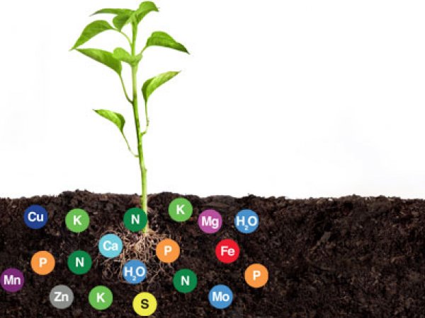 plant nutrition