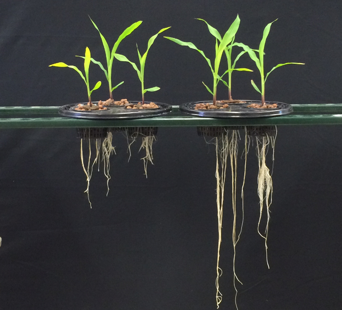 plantboost1