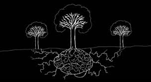 plantcom5