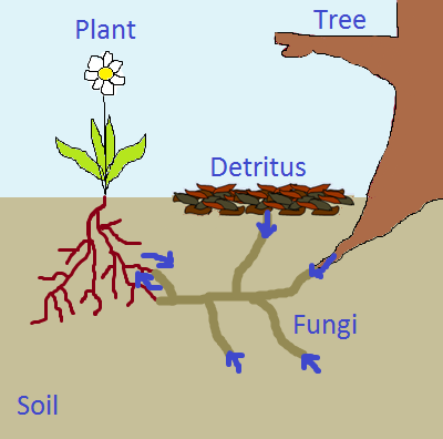 plantcom7