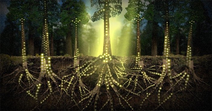 plantcommunication1