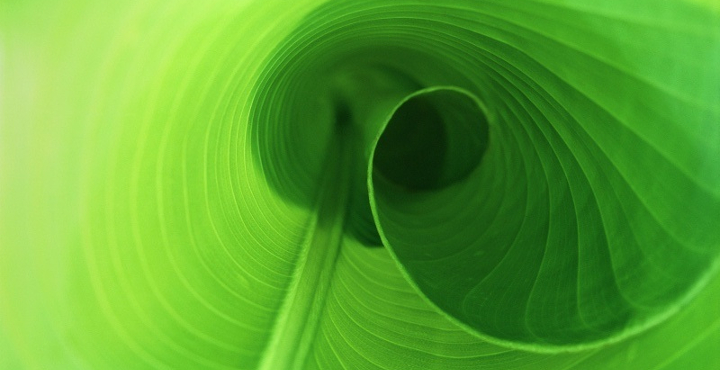 plantint2