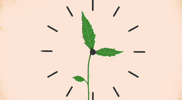 plantmemory