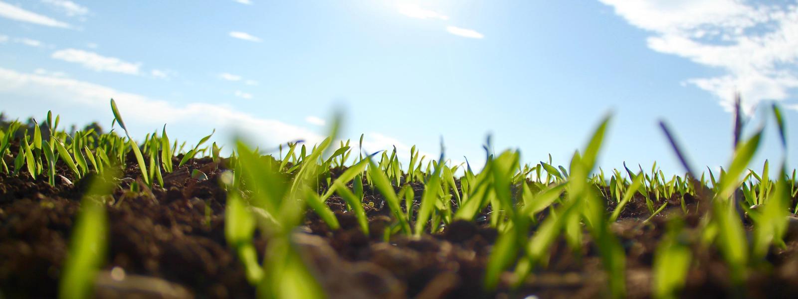 plants header