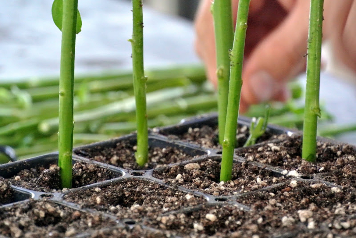 plantstem