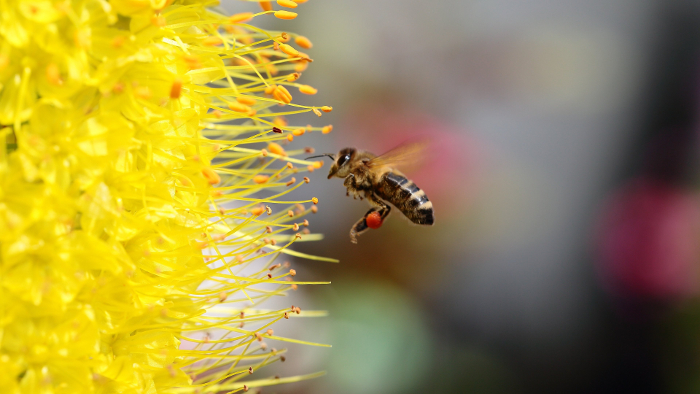 pollen1