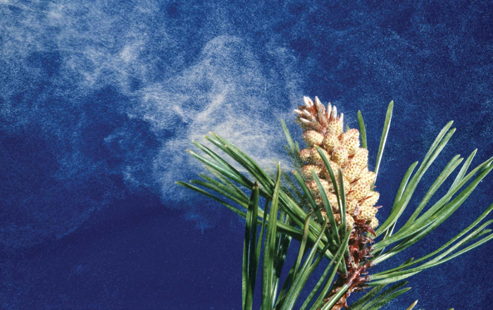 pollen release