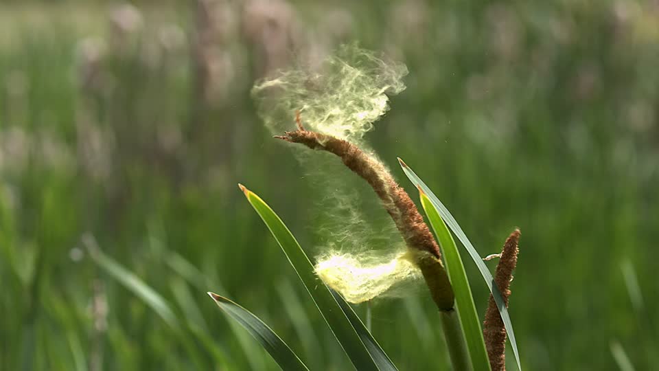 pollen relesa 1
