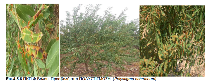 polystigma amygdalia